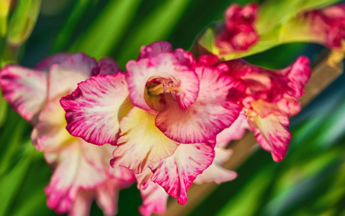 Comment garder les glaïeuls en hiver ?