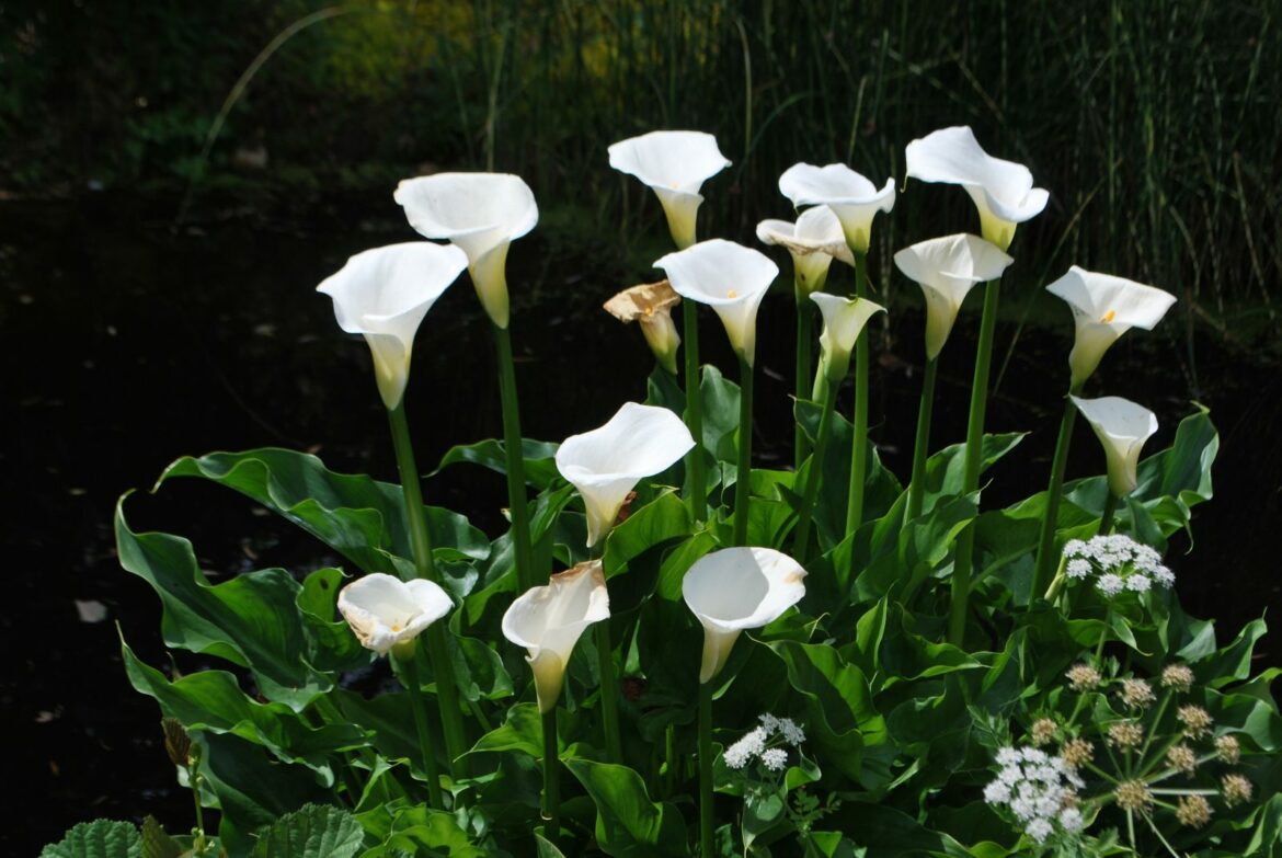 Comment garder un calla comme plante d'intérieur ?