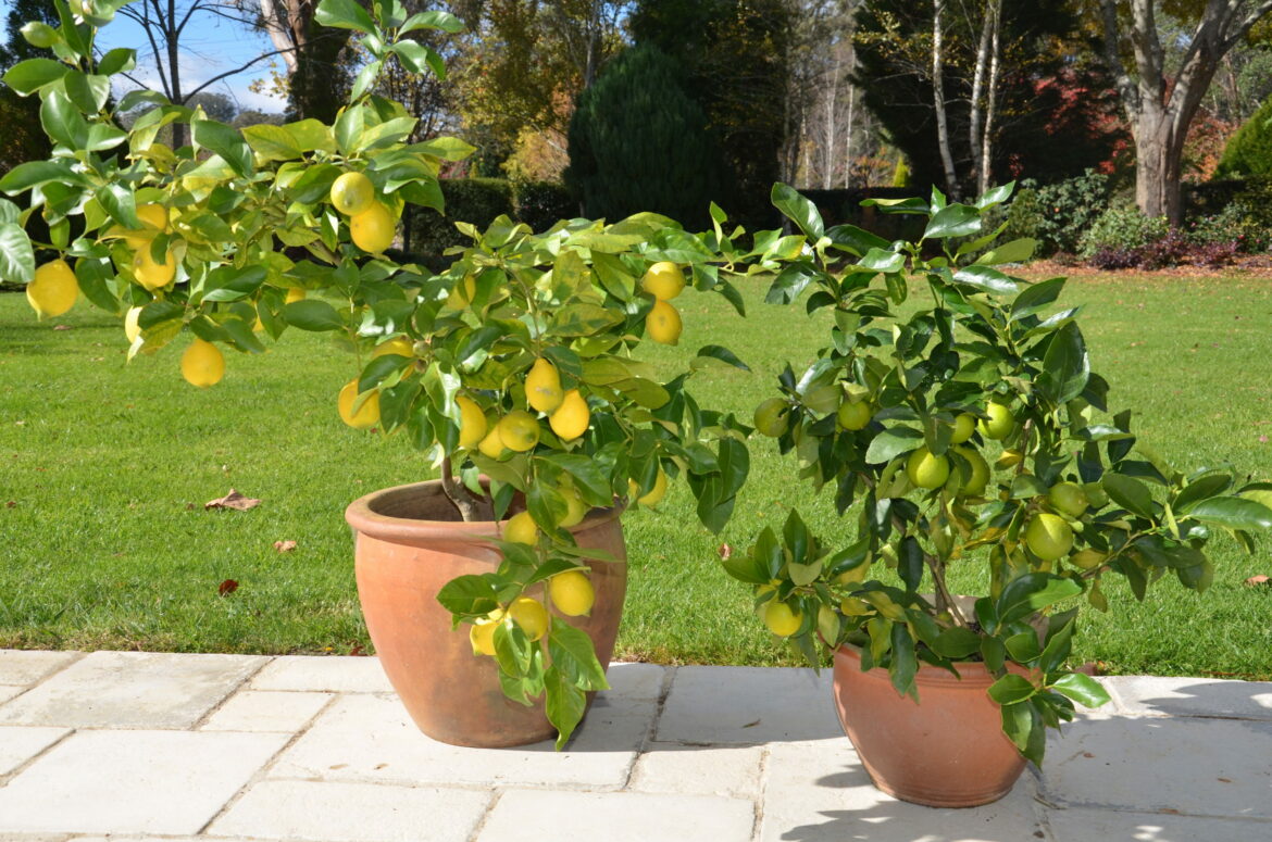 Comment garder un citronnier en pot l'hiver ?