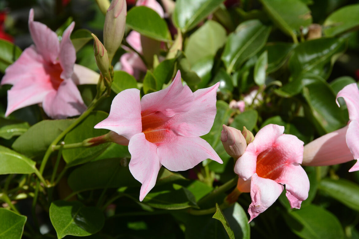 Comment garder un dipladénia d'une année sur l'autre ?