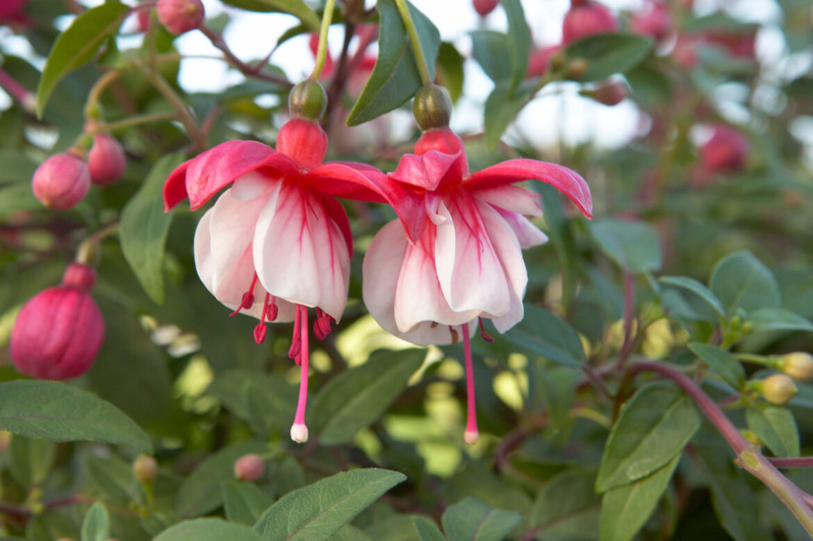 Comment garder un fuchsia pendant l'hiver ?