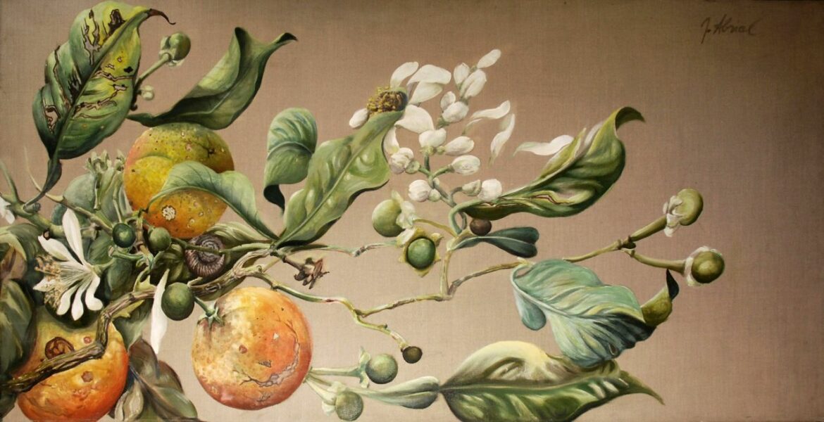 Comment garder un oranger l'hiver ?