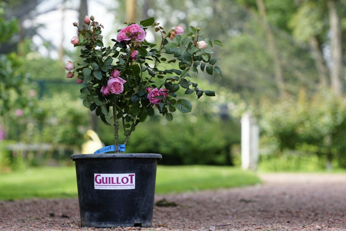 Comment garder un petit rosier en pot ?