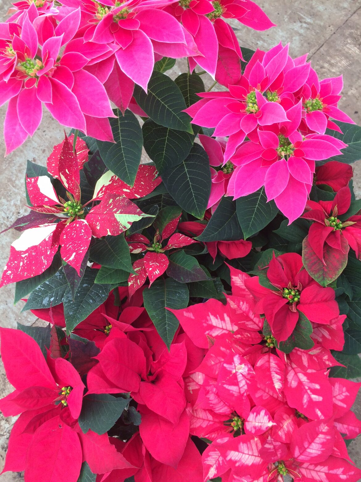 Comment garder un poinsettia après Noël ?