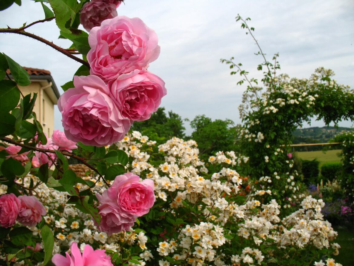 Comment habiller le pied d'un rosier ?