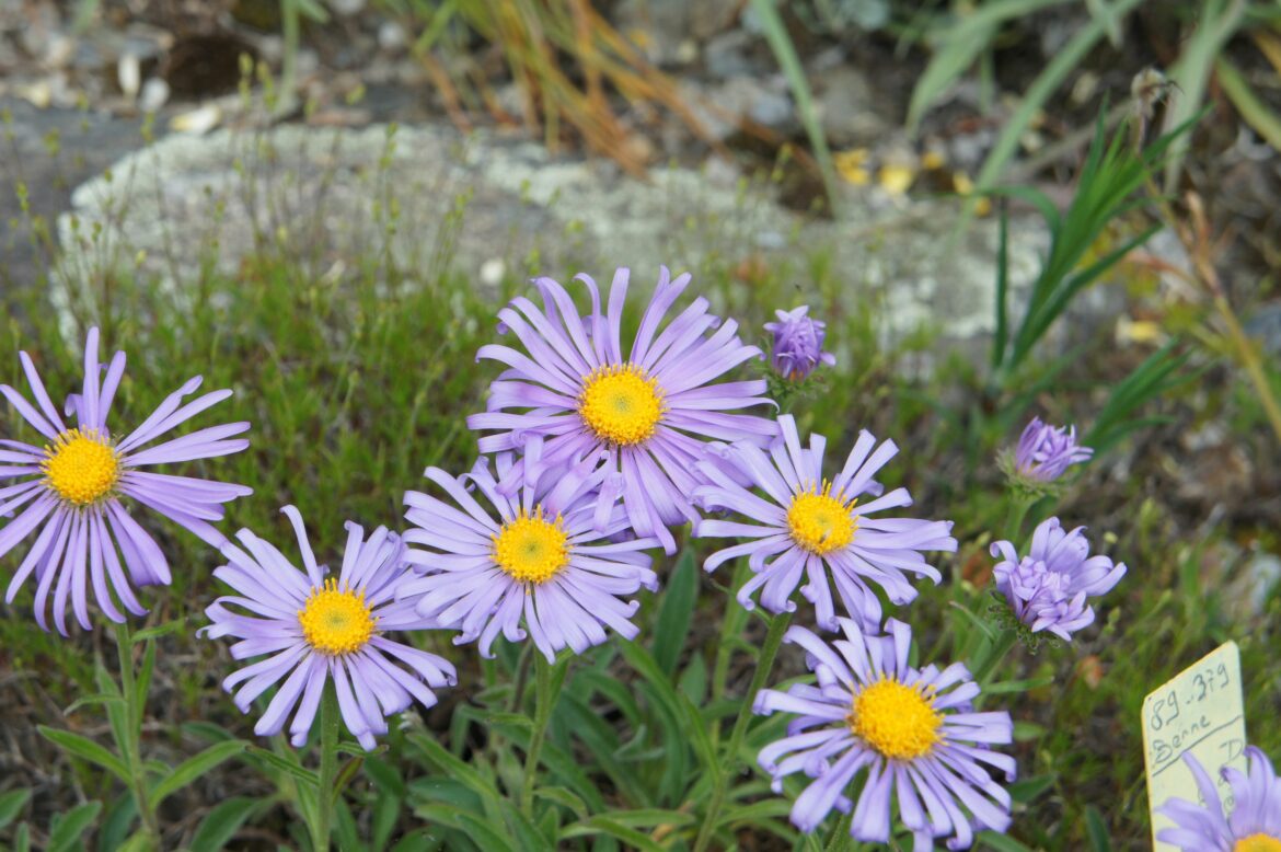 Comment hiverner les asters ?