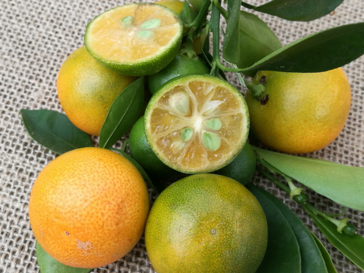 Comment hiverner un calamondin ?