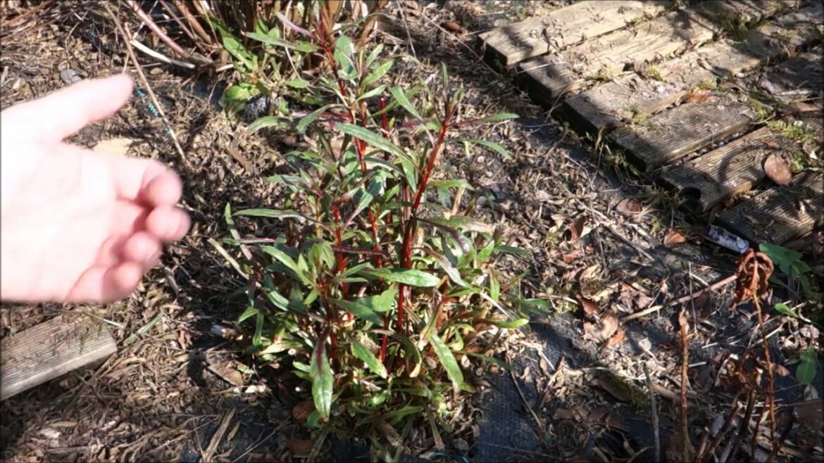 Comment hiverner un gaura ?