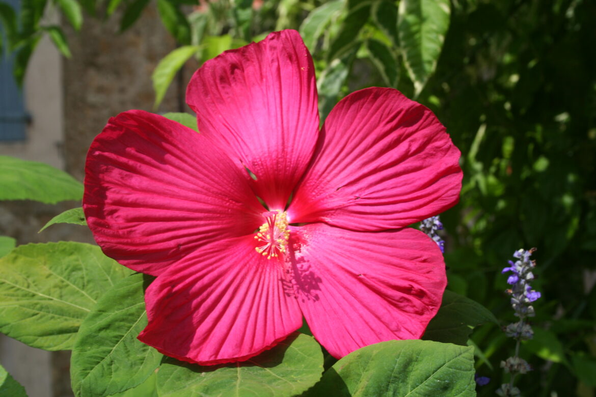 Comment hiverner un hibiscus des marais ?