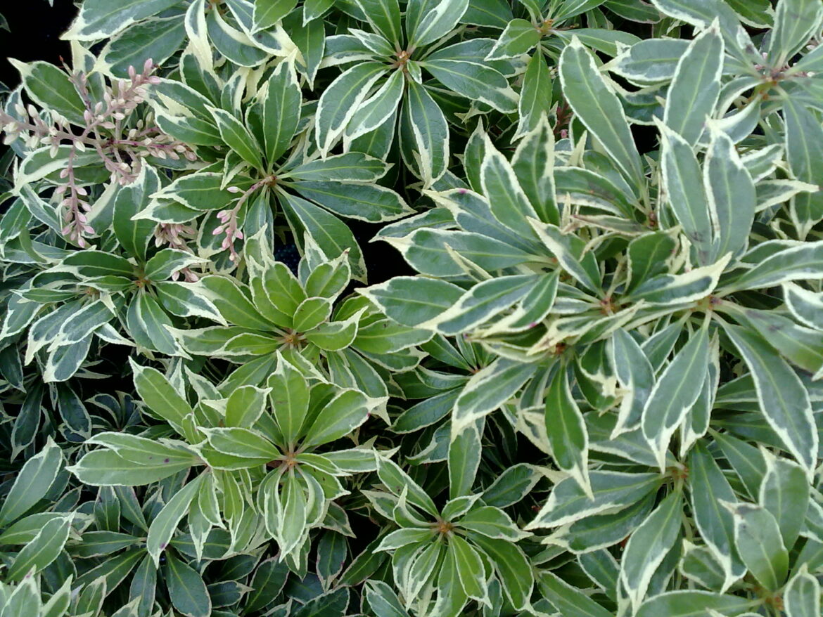 Comment la plante produit de l'amidon ?