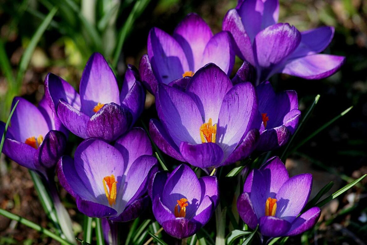 Comment le crocus passe l'hiver ?