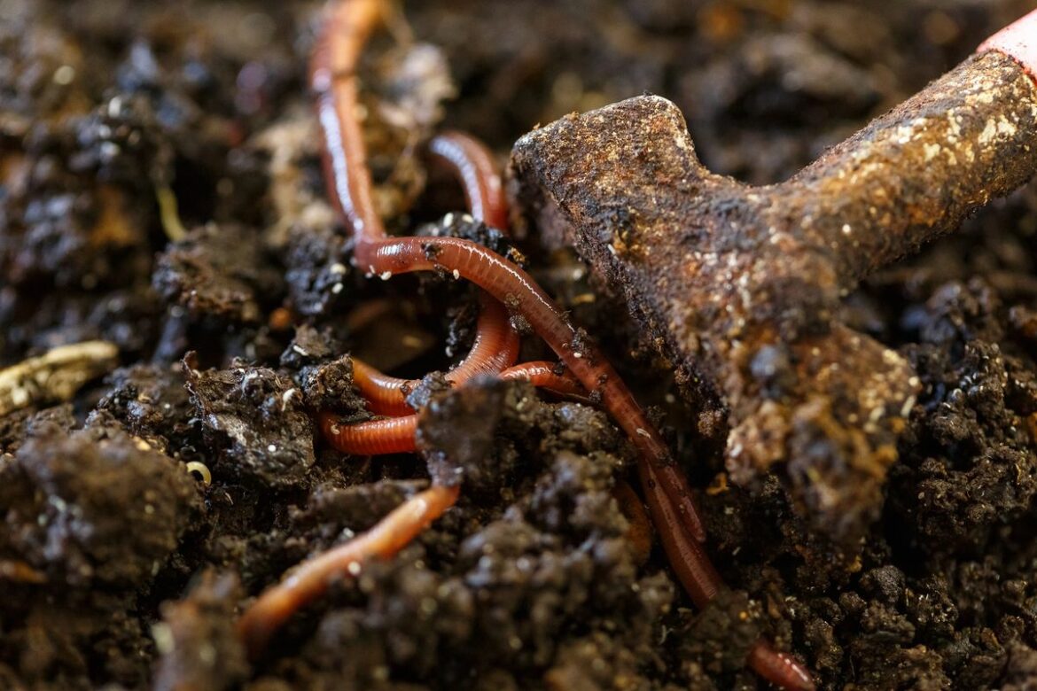 Comment les vers de terre améliorent la fertilité des sols ?