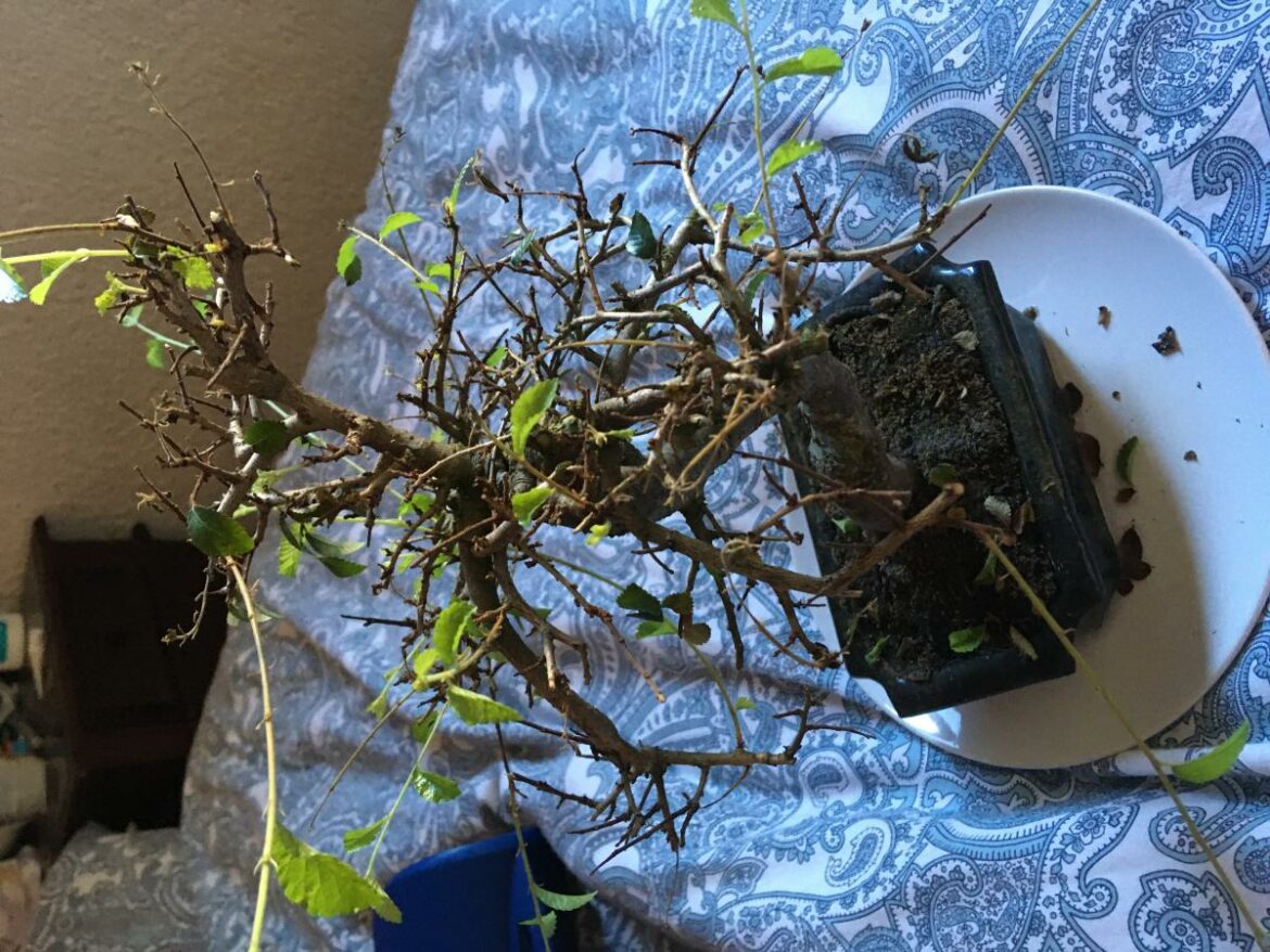 Comment l'orme se reproduit ?