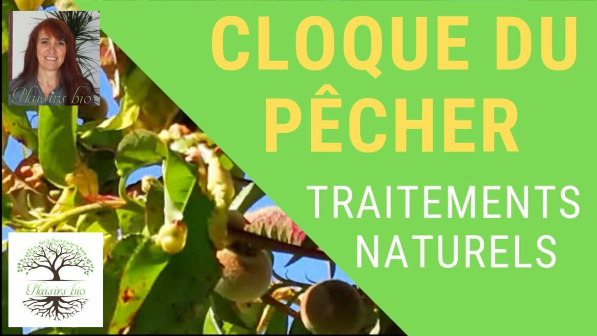 Comment lutter contre la cloque du pêcher naturellement ?