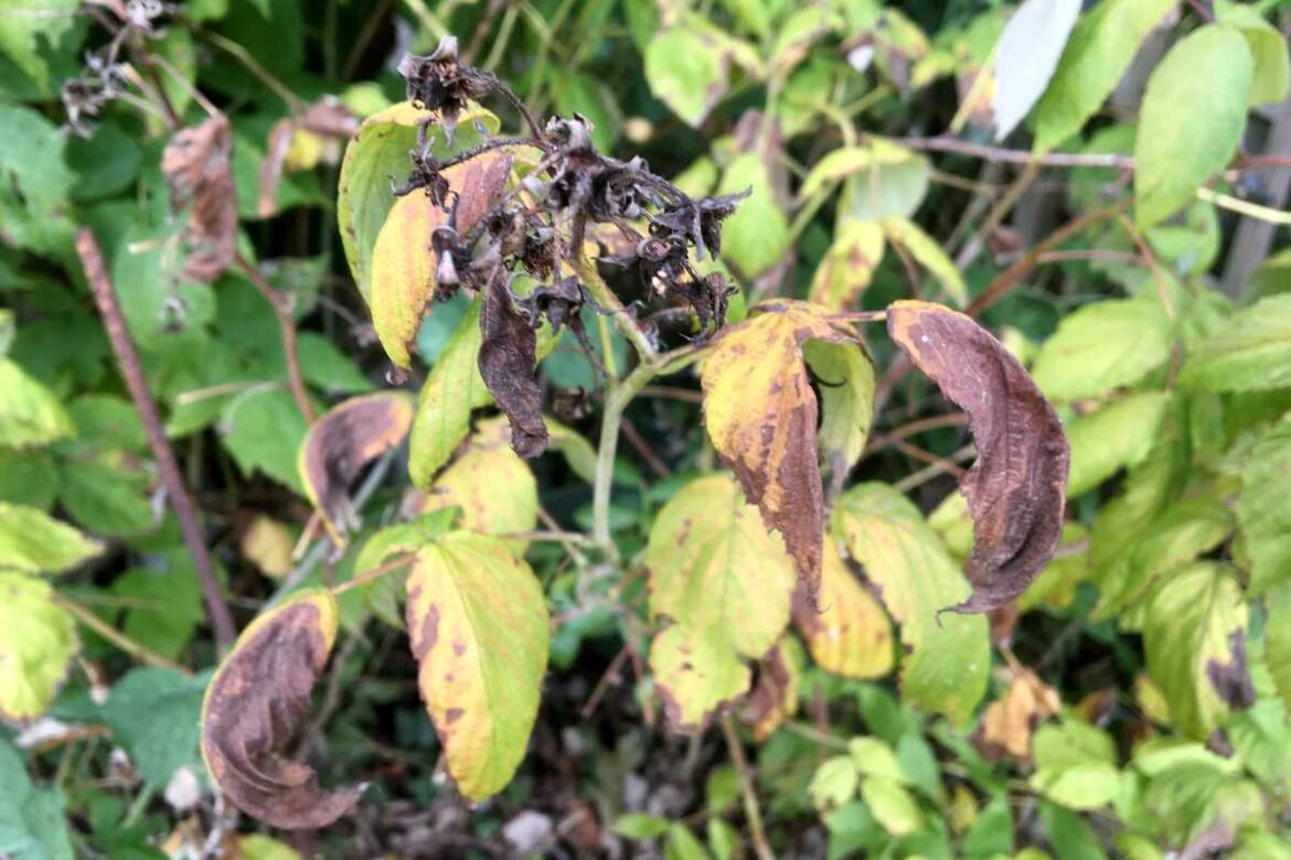 Comment lutter contre l'anthracnose ?