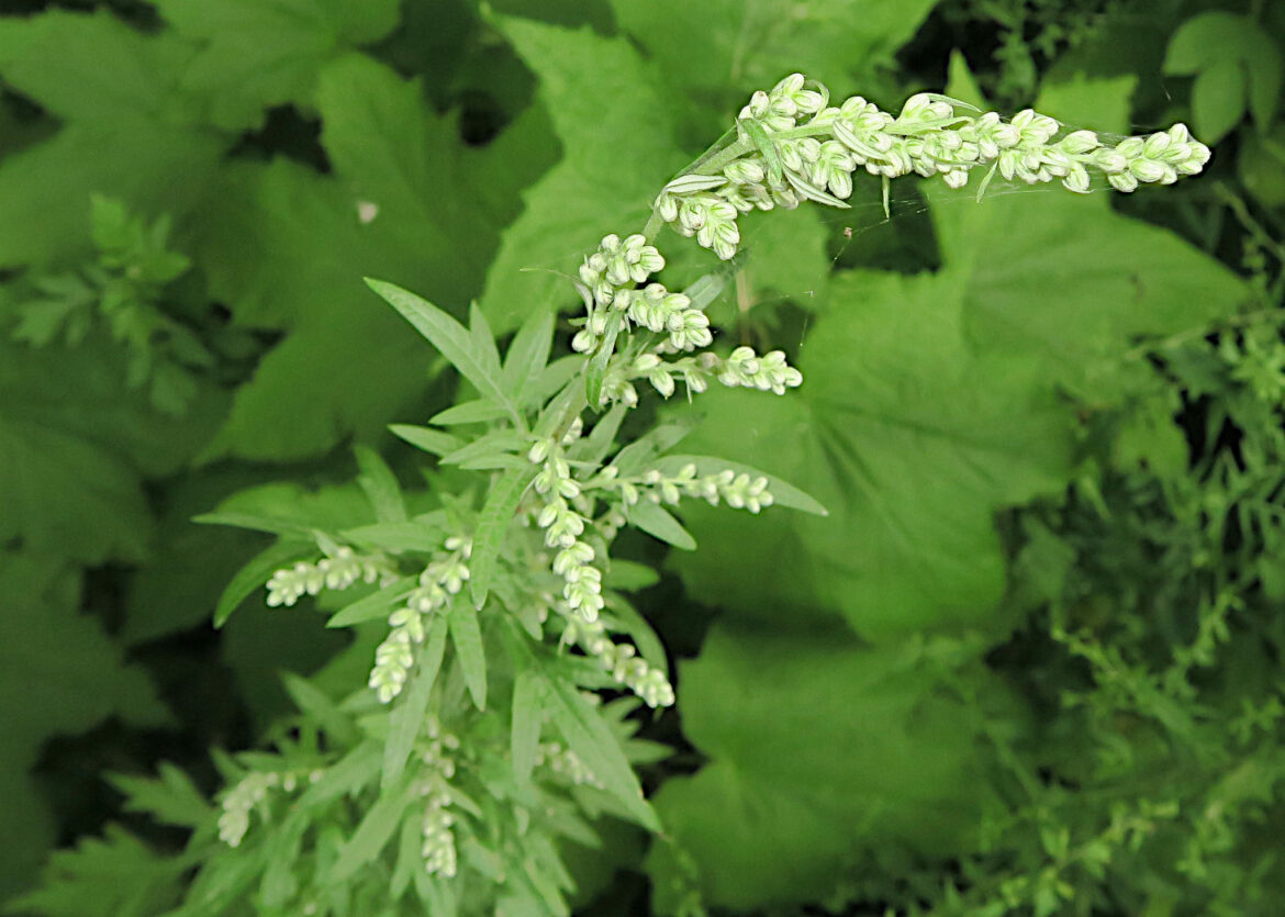 Comment lutter contre les Chenopodes ?