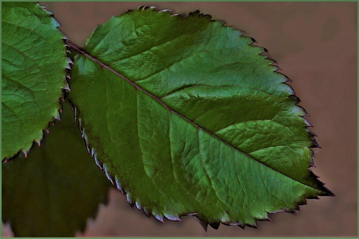 Comment lutter contre les trous dans les feuilles de rosier ?