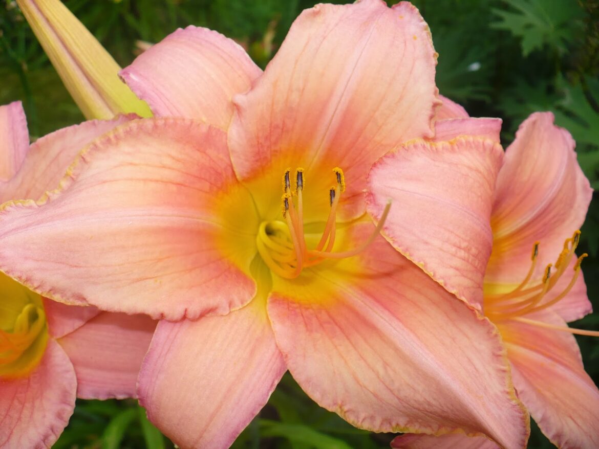 Comment manger des hémérocalles ?