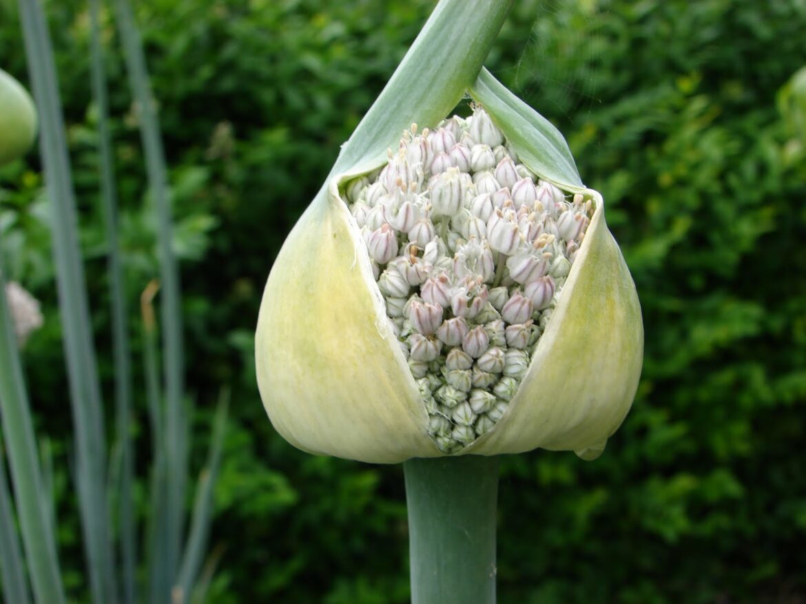 Comment manger les fleurs de poireaux ?