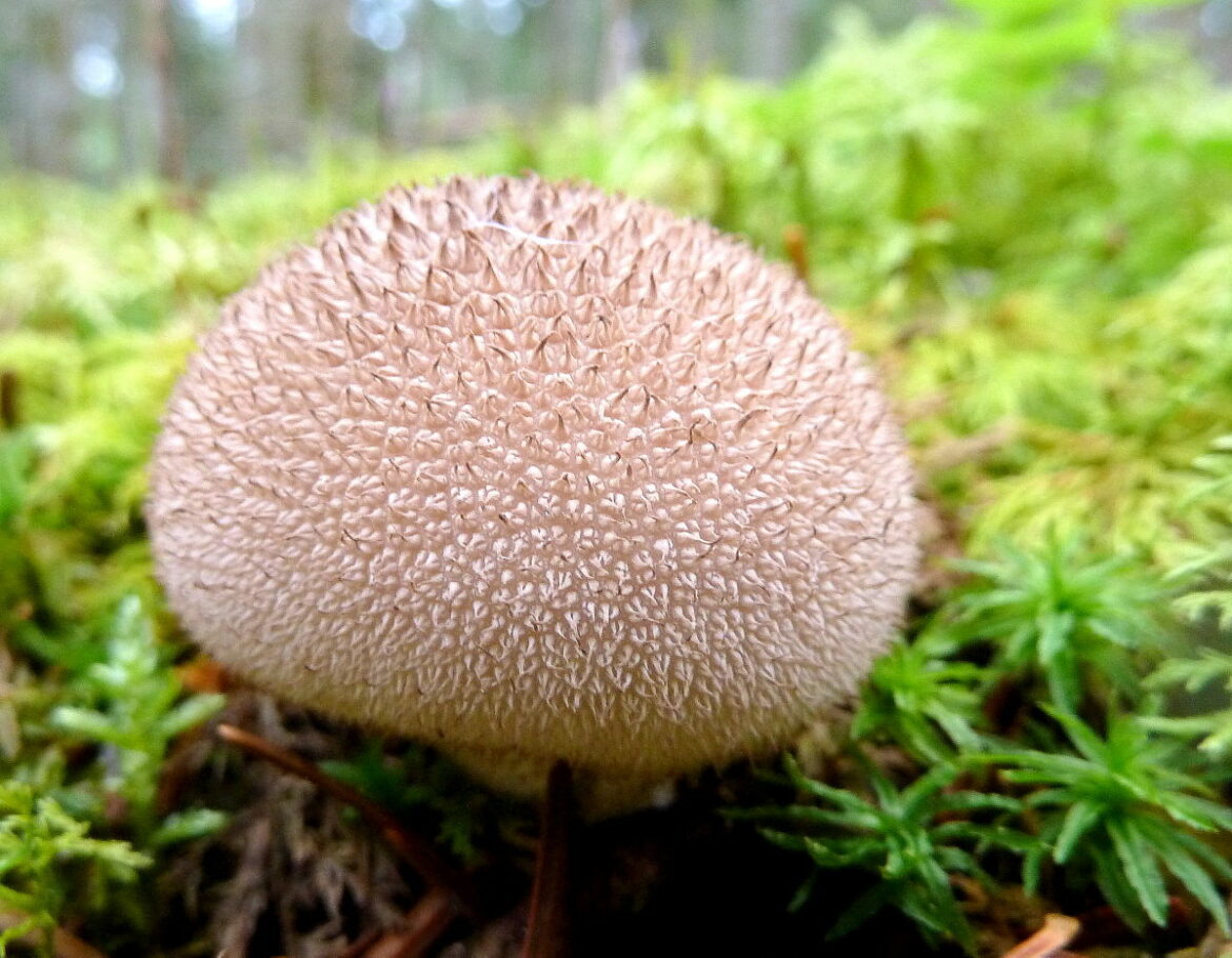 Comment manger vesse-de-loup ?