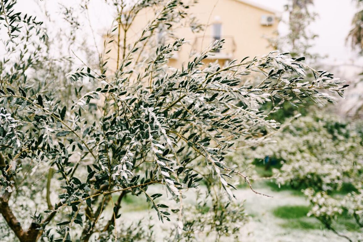 Comment mettre un voile d'hivernage sur un arbre ?