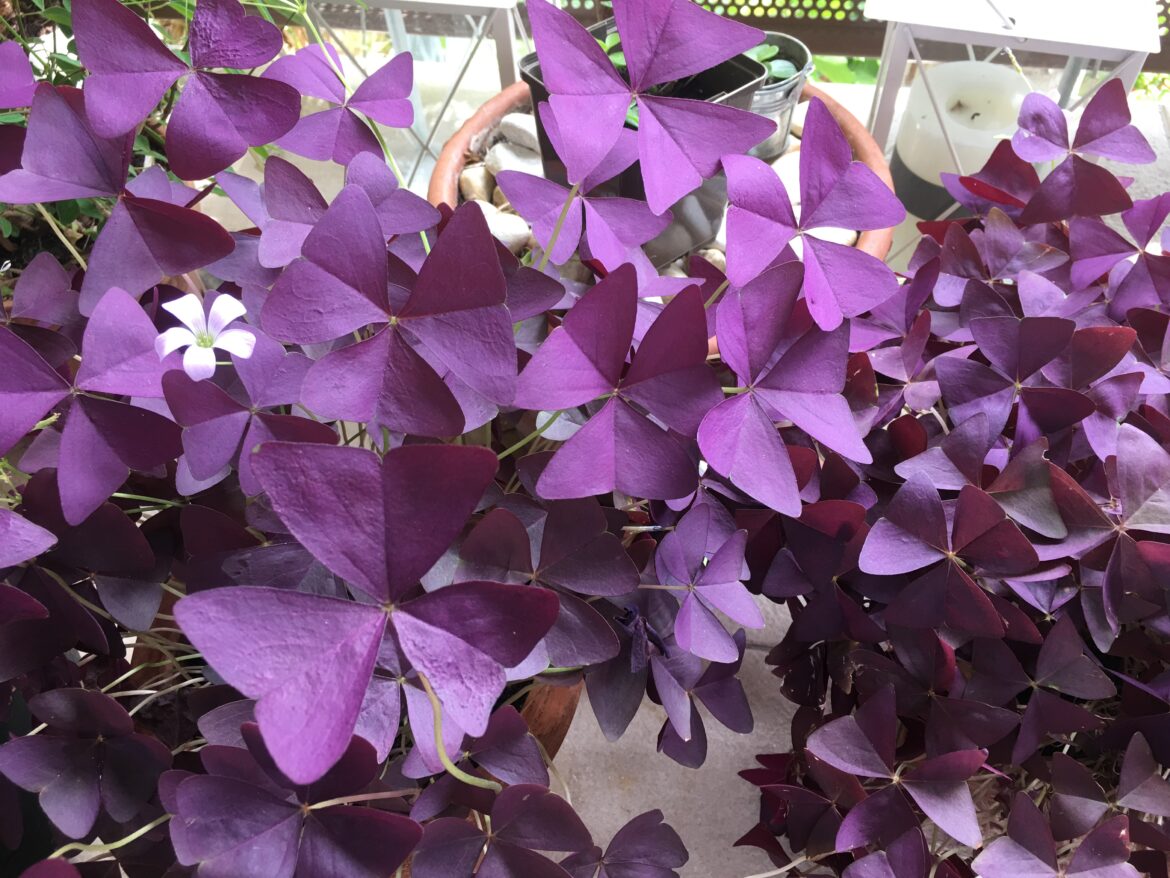 Comment multiplier l'Oxalis ?