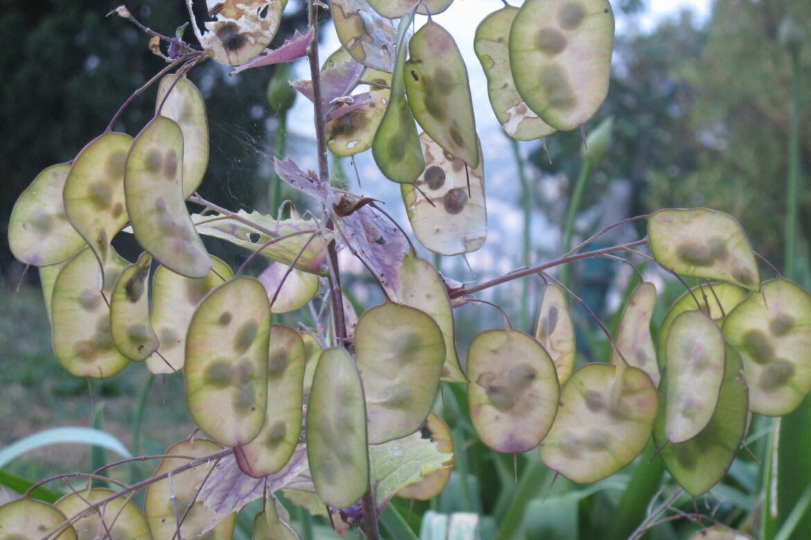 Comment multiplier la monnaie-du-pape ?