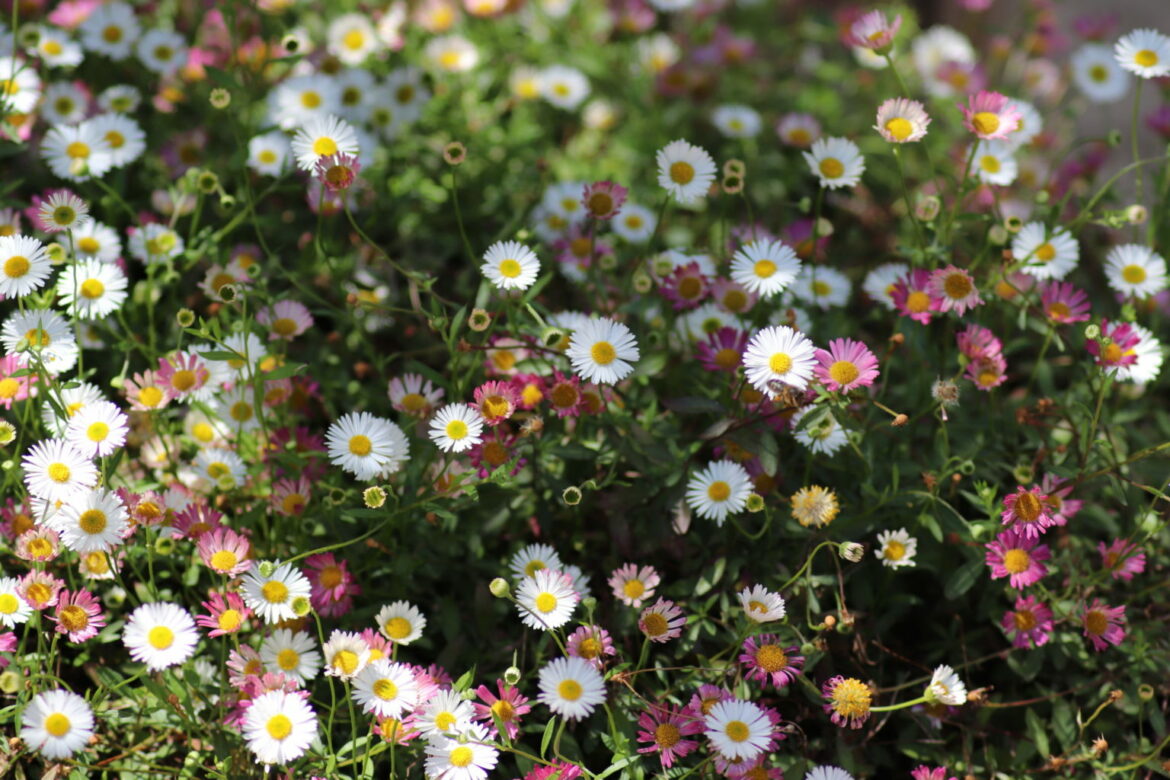 Comment multiplier la vergerette ?