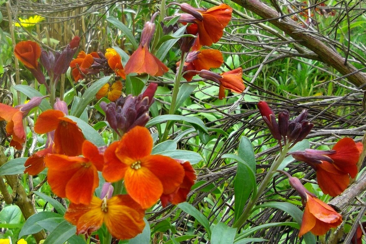 Comment multiplier les giroflées ?