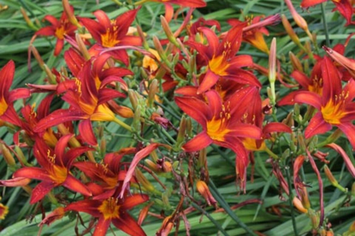 Comment multiplier les hémérocalles ?