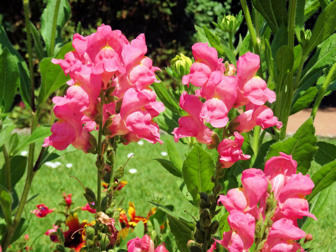 Comment multiplier les mufliers ?