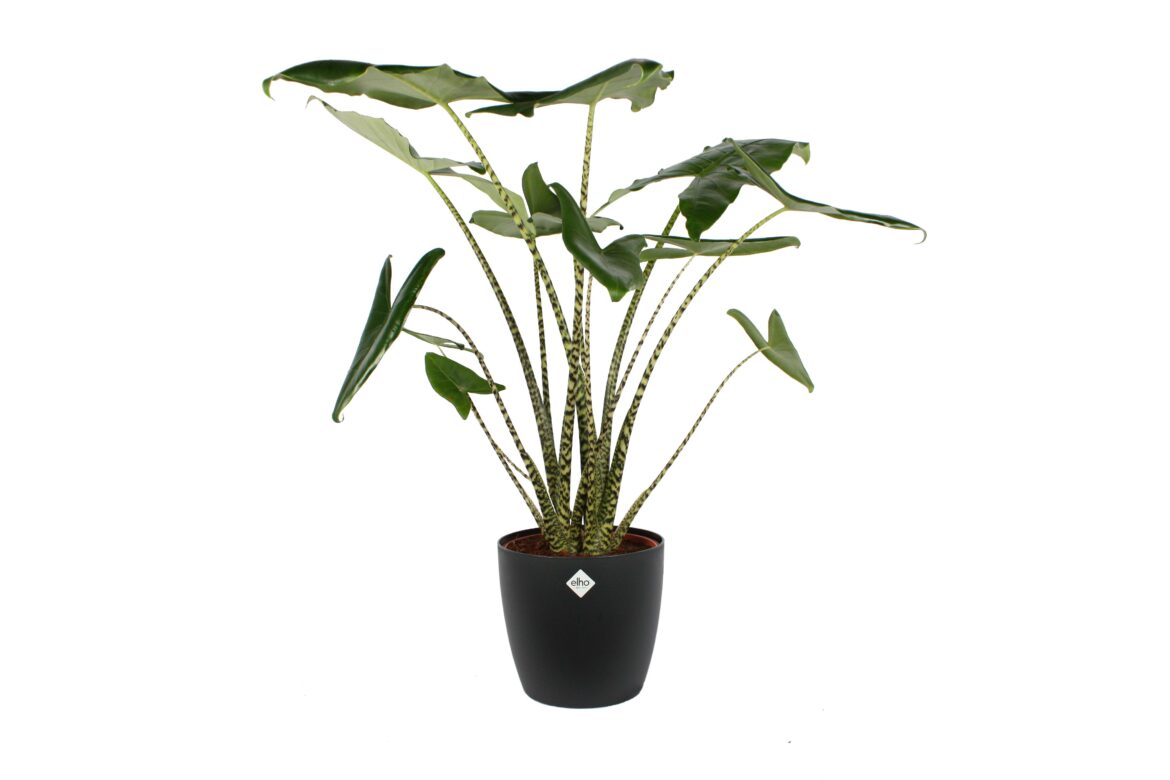 Comment multiplier les oreilles d'éléphant ?