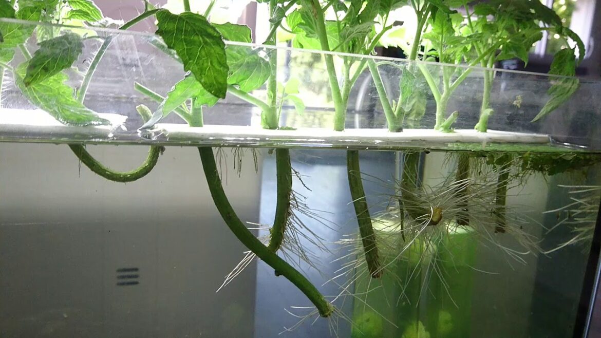 Comment multiplier les pieds de tomates ?