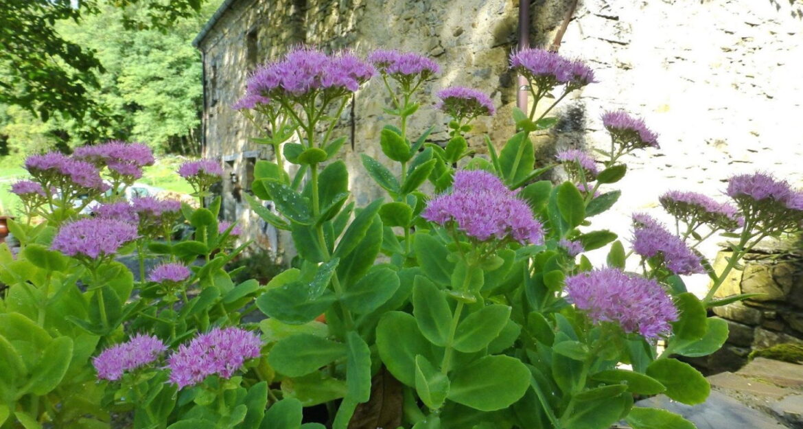 Comment multiplier les sedums ?