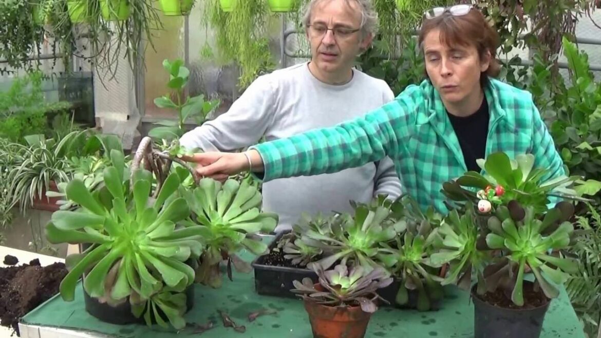 Comment multiplier un Aeonium arboreum ?