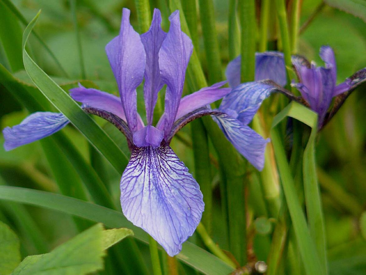 Comment ne pas avoir d'herbe dans les iris ?