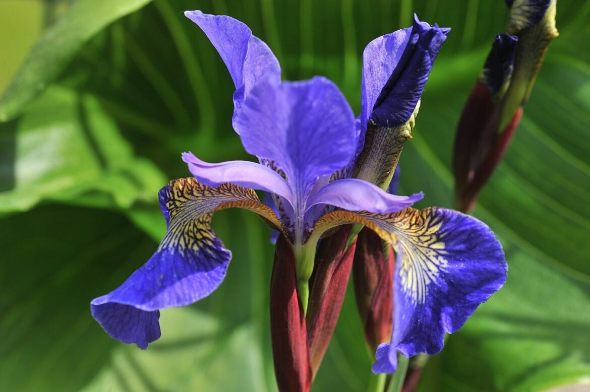 Comment ne pas avoir d'herbe dans les iris ?