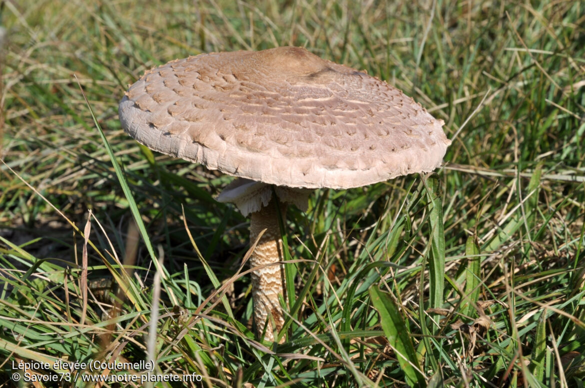 Comment nettoyer les Lepiotes ?