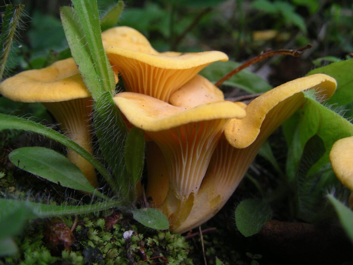 Comment nettoyer les champignons et comment les conserver ?