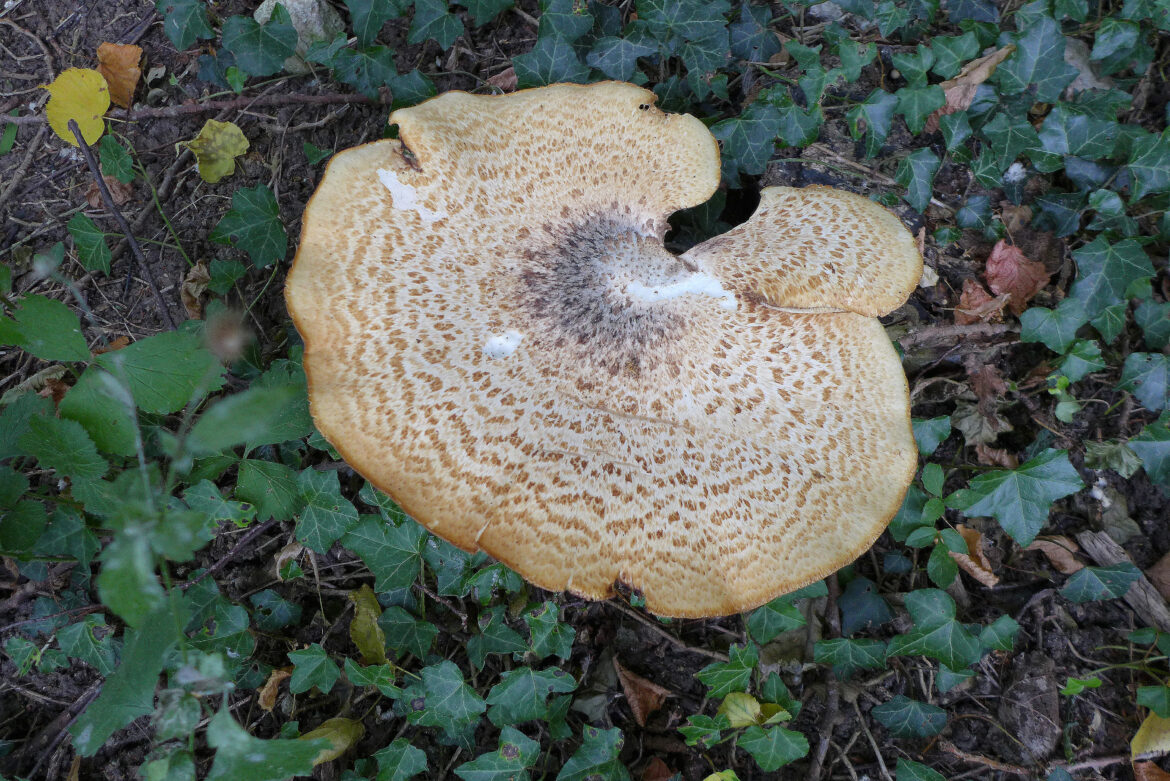 Comment nettoyer les écailleux ?