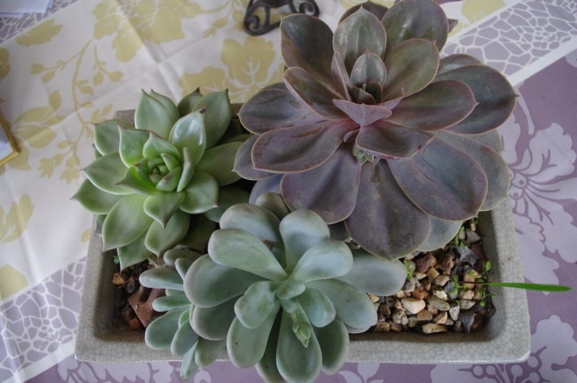 Comment nourrir une succulente ?