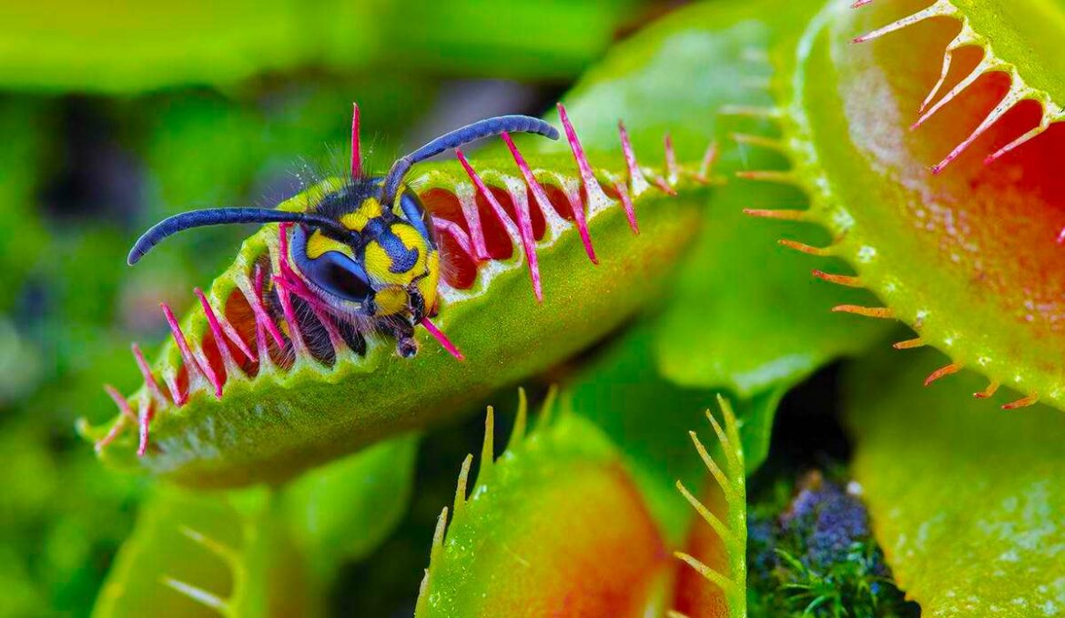 Comment on peut classer les plantes ?