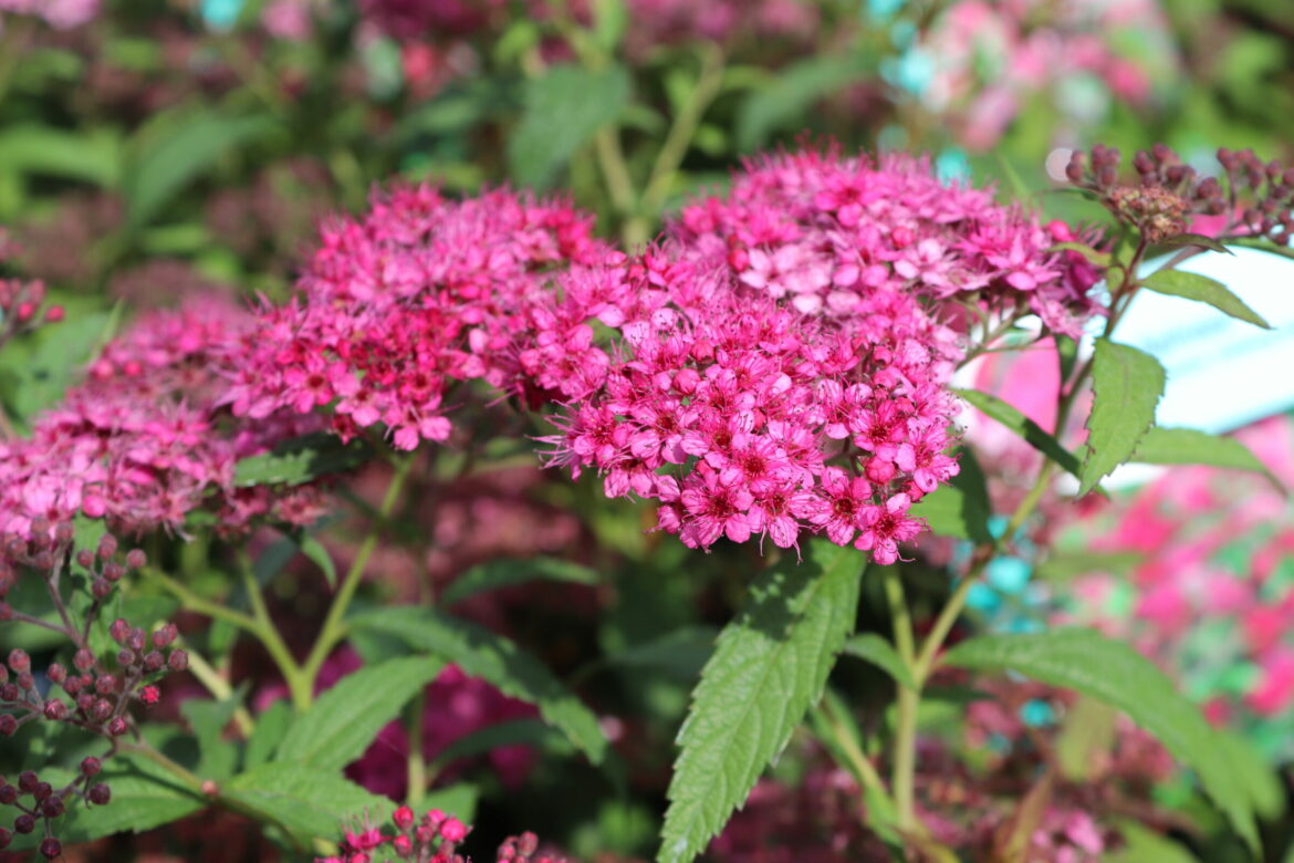 Comment planter Spiraea japonica ?