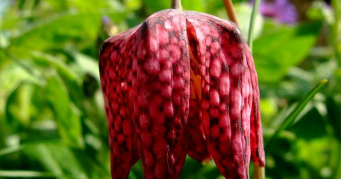 Comment planter bulbe Incarvillée ?