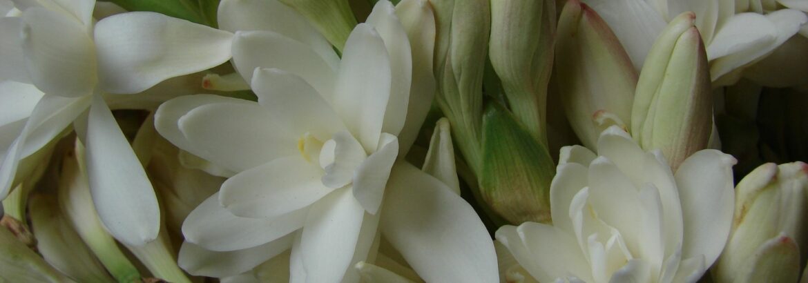 Comment planter des capucines tubéreuse ?