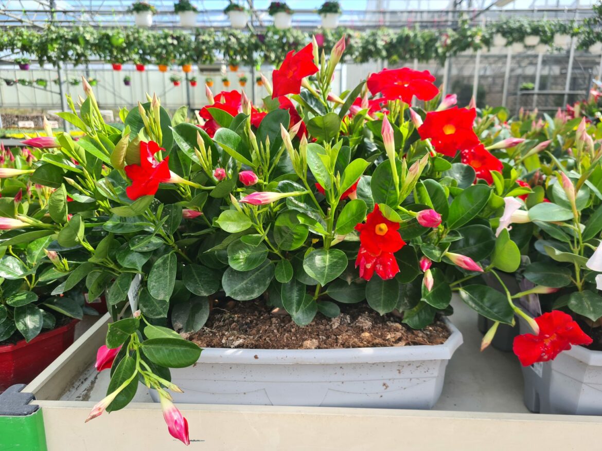 Comment planter des dipladénia en jardiniere ?