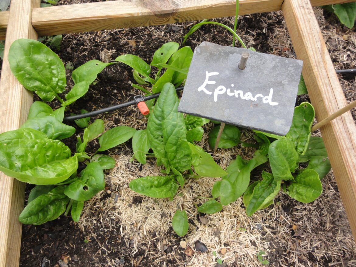 Comment planter des épinards dans son jardin ?