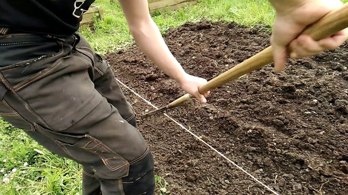 Comment planter les échalotes en 2022 ?