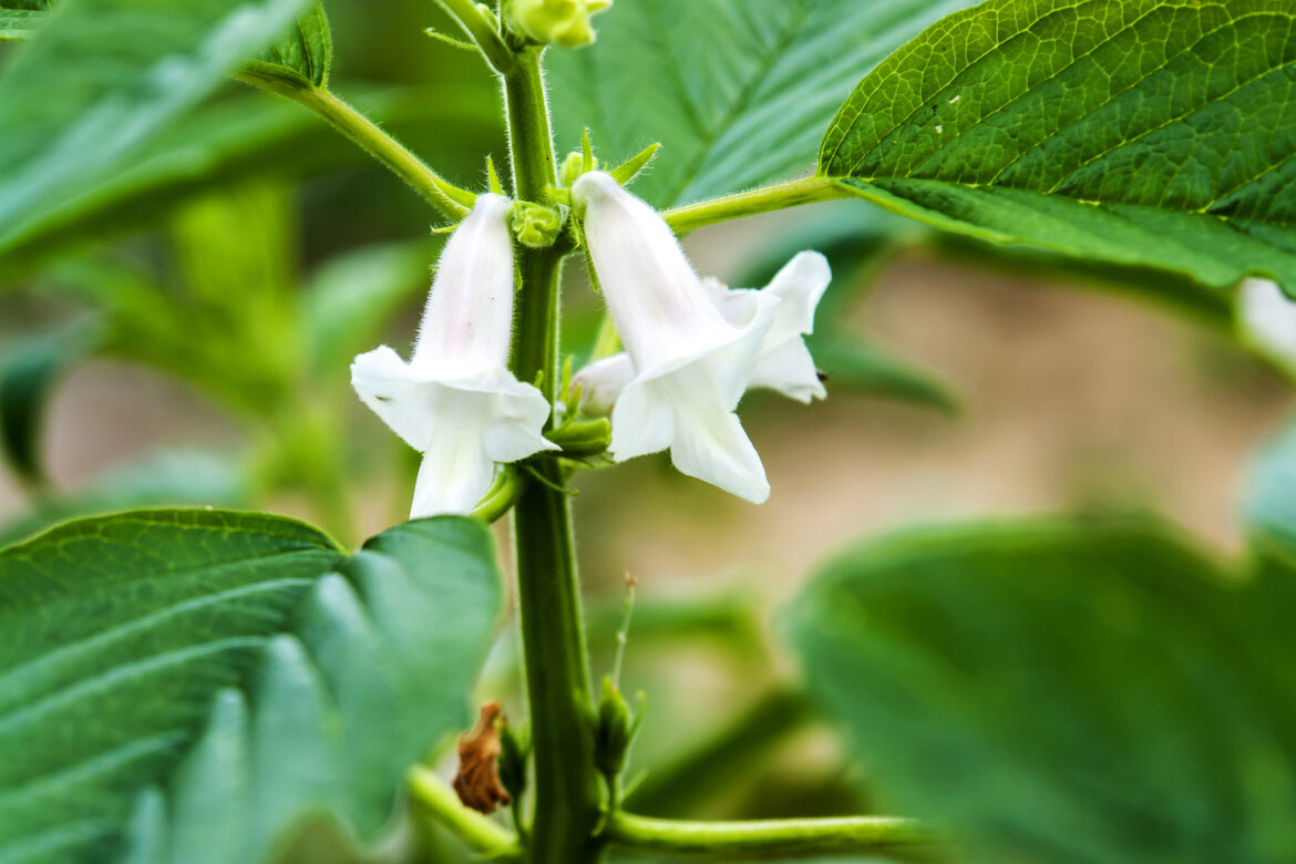 Comment planter les graines de sésame ?