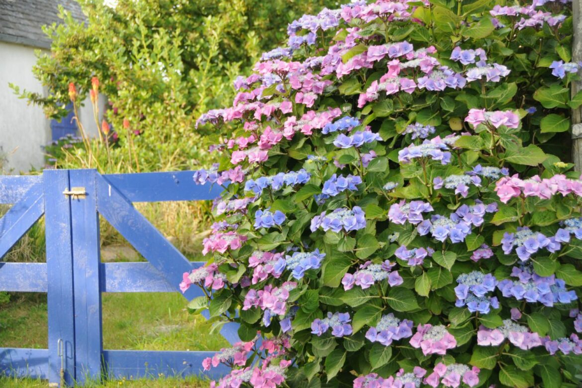 Comment planter plusieurs hortensia ?